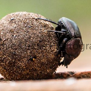 Dung Beatle
