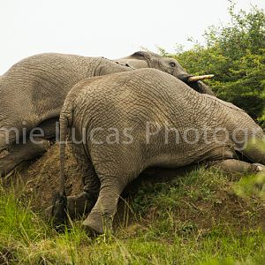 African Elephants