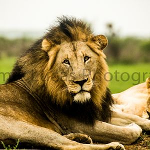 African Male Lion