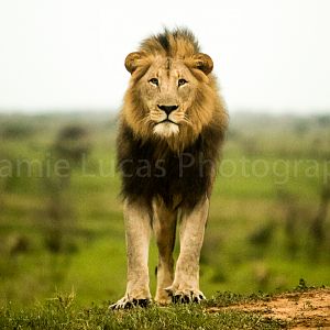 African Male Lion