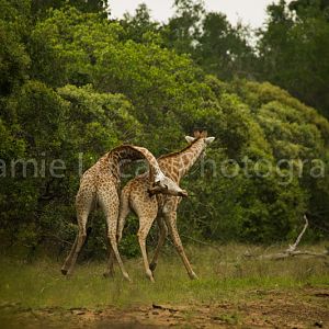 Necking Giraffes