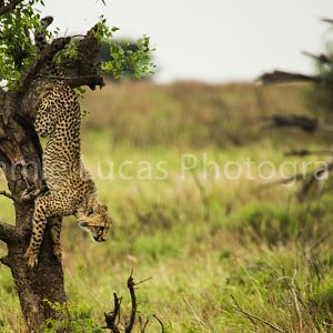 Cheetah Cub