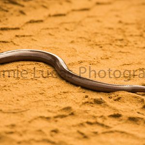 Legless Skink