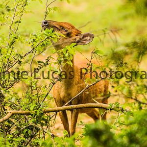 Red Duiker