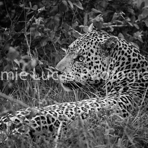 African Male Leopard