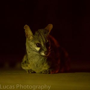 Large Spotted Genet