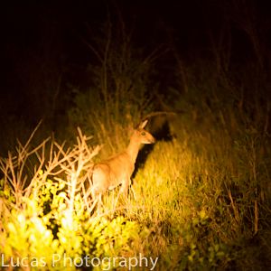 Grey Duiker