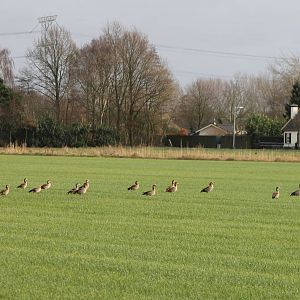 Egyptian geese