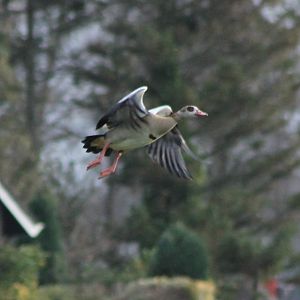 Egyptian goose