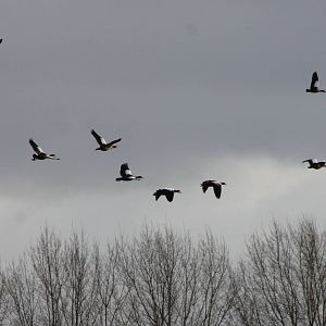 Egyptian geese