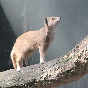 Yellow mongoose