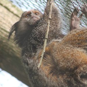 Black-eared marmoset