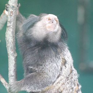 Black-eared marmoset