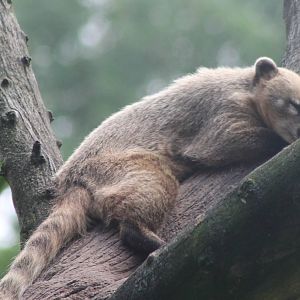 Sleeping Coati