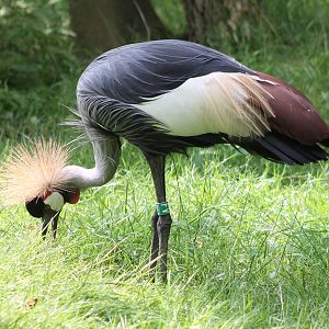 Crowned crane