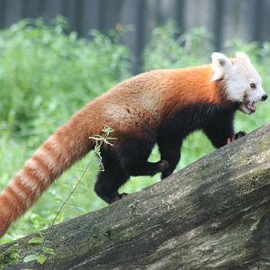 Red panda