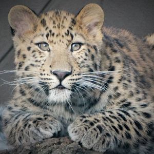 Amur leopard