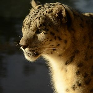 Snow leopard