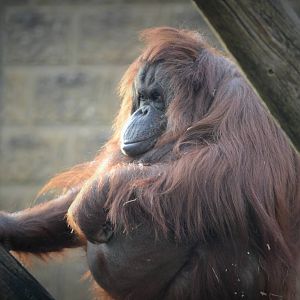 Pregnant, or just fat?!