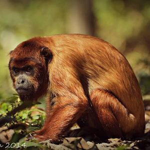 15 month old red howler monkey ( male )