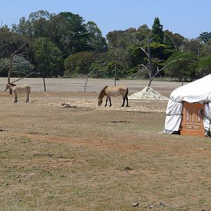 Mongolian Wild Horses