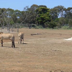 Mongolian Wild Horses