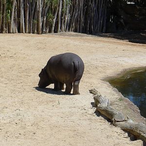 1 YO hipp named Pansy