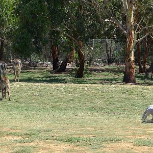 Waterbuck and Cape Barren Geese