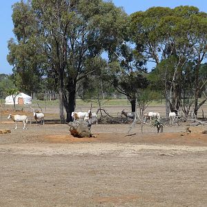 Oryx herd