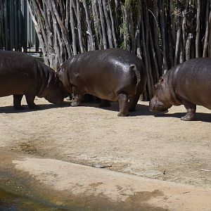 Hippos