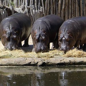 Hippo Feed time