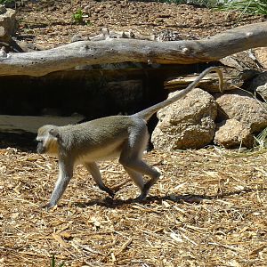 Vervet Monkey
