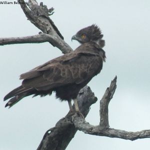 Brown Snake-eagle