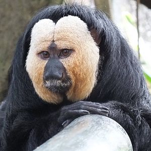 White-faced Saki (M)
