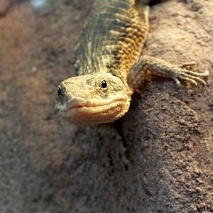 East frican Spiny-tailed Lizard