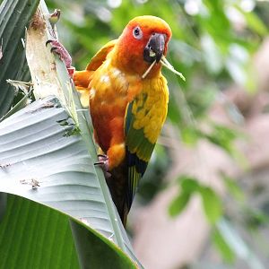 Sun Parakeet