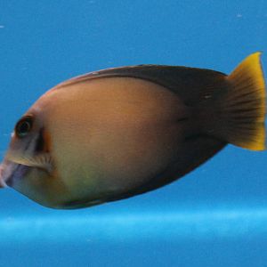 Chocolate Surgeon fish