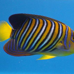 Regal angelfish