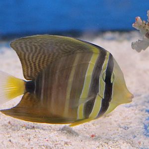 Sailfin tang