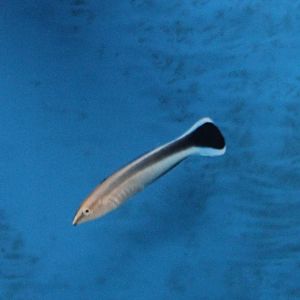 Bluestreak cleaner wrasse
