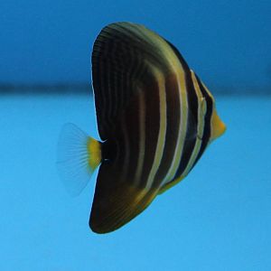 Sailfin tang