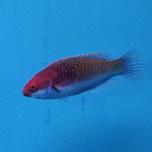 Solor wrasse, female