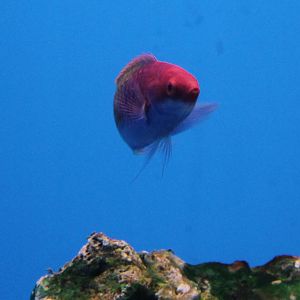 Wrasse ID