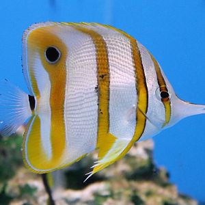 Copperband butterflyfish