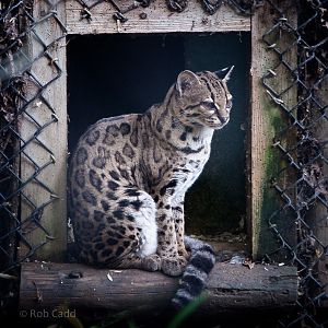 Margay : Port Lympne : 17 Oct 2014