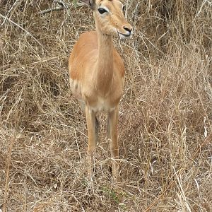 Impala