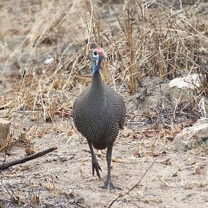 Helmeted Guineafowl
