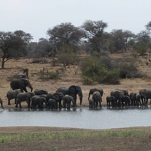 African Elephants