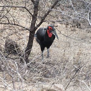 Southern Ground Hornbill