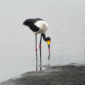 Saddle-billed Stork